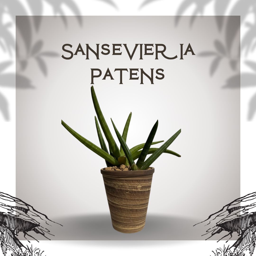 サンセベリア◇陶器鉢◇多肉植物◇穴...