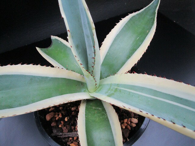 ◇アガベ◇グイエンゴーラ 錦◇4.5寸鉢◇のサムネイル
