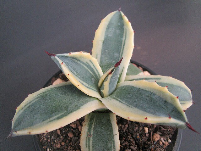 斑入り ◇ アガベ ◇ メリコ錦 ◇3寸鉢◇ クリームスパイクのサムネイル