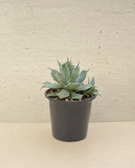 https://thumbnail.image.rakuten.co.jp/@0_mall/luz-shop/cabinet/syouhin/agave/imgrc0157896904.jpg