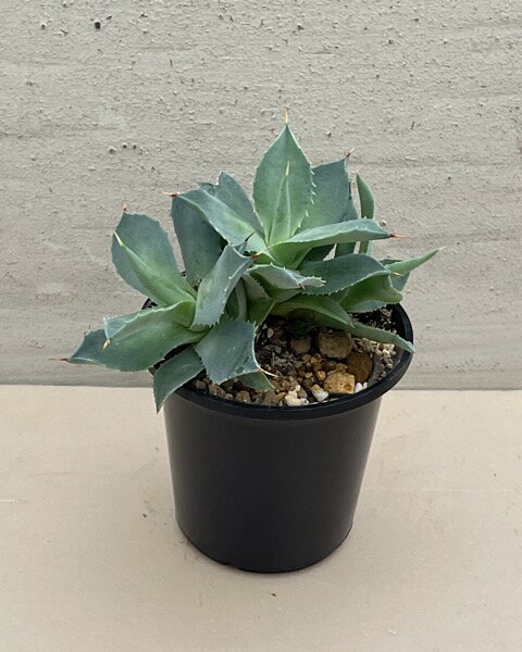 アガベ ◇ 雷神 ◇ 群生株 ◇ 3.5寸ポット◇ 多肉植物