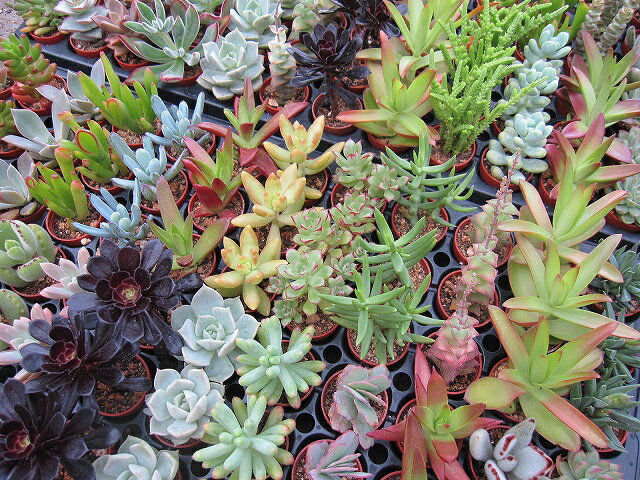 ◇ 多肉植物 ◇ ベンケイ草 おまかせ6種 セット ◇3cm ミニ鉢