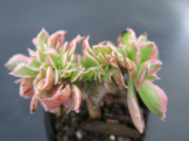 多肉植物 ◇ アエオニウム ◇ サンバースト 綴化 ◇2寸鉢◇ ベンケイ草のサムネイル