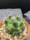 選べる ◇ 玉サボテン ◇ 2号ポット ◇ブカレンシス サボテン 鉢植え 花サボテン