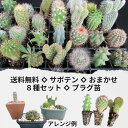 サボテン ◇ おまかせ8種 セット ◇ プラグ苗 ◇ 品種ラベルなし【 税込 】【 送料無料 】