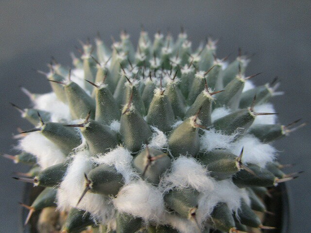 サボテン ◇ マミラリア ◇ 景清 ◇3寸鉢◇のサムネイル