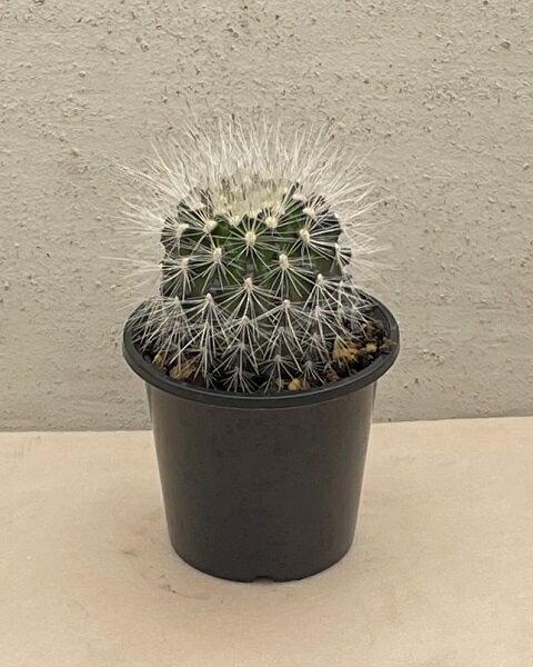 ◇ネオポルテリア◇銀翁玉◇3寸鉢◇のサムネイル