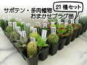 ◇サボテン・多肉植物◇おまかせ21種セット◇プラグ苗【税込】【送料無料】