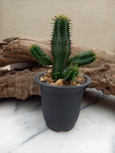 ◇ ユーフォルビア ◇ 紅 ホリダ ◇2.5寸鉢◇のサムネイル