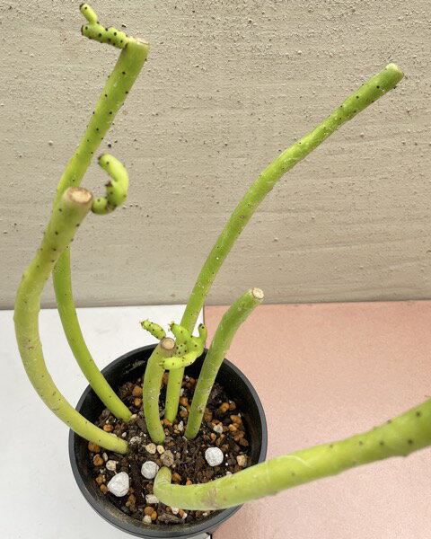 ユーフォルビア ◇ セドロルム ◇3寸ポット◇ 多肉植物 ◇ サボテンのサムネイル