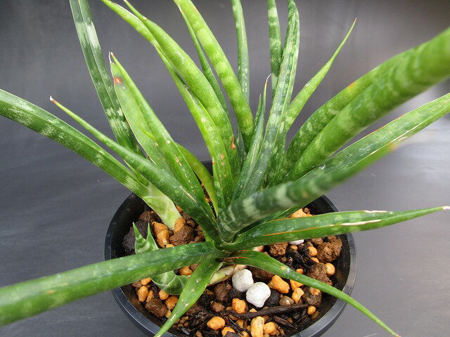 ◇ サンセベリア ◇ バキュラリス ◇3.5寸鉢◇ ミカドのサムネイル