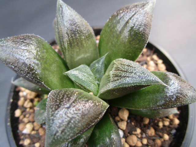 ◇ ハオルチア ◇ チョコレート ◇3寸鉢◇のサムネイル