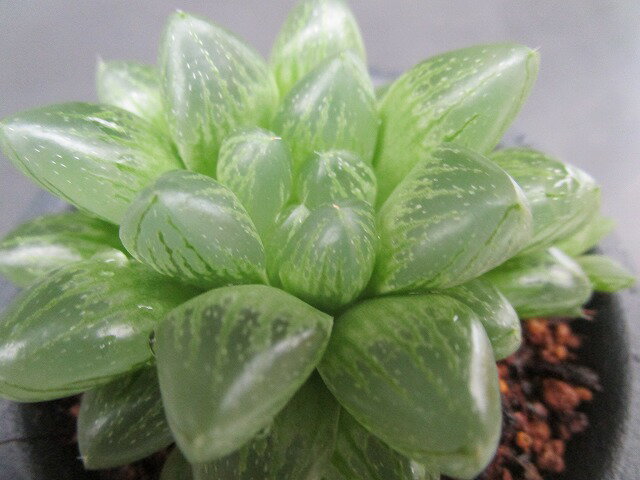 多肉植物 ◇ ハオルチア ◇ 光 オブツーサ ◇2.5寸鉢◇ 雪の華交配種のサムネイル