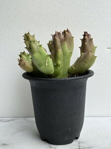 ガガイモ ◇ フェルニア ◇ ケニエンシス ◇2.5号ポット ◇ 多肉植物