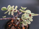 多肉植物 ◇ ポーチュラカリア ◇ 雅楽の舞 ◇2.5寸鉢◇...