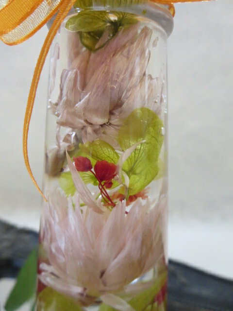 �ڥϡ��Хꥦ��ۡ��߿����ӡ���3000�ߥ��եȡۡ����������������륪��󥸡����ꥢ�������դ������ˤ��������������뺧�ˡ��࿦��´��