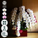 最大P37倍 C300月間優良SHOPレビュー特典 胡蝶蘭 5本立ち 大輪 5本立 5本 5本立て 60輪 70輪 白 赤 リップ ピンク 国産 立札 ラッピング 豪華 軽量 コチョウラン 御祝 お祝い 開店祝い 就任祝い 出店祝い 当選 開店 就任 フォアス SDGs 引き取り 回収 50000円 5万