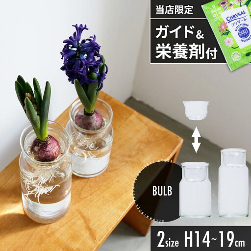 レビュー特典あり球根 花瓶 水耕栽培 球根用花瓶 球根花瓶 水耕栽培花瓶 芽出し球根 水栽培 家庭菜園 ガラス フラワーベース 野菜 育てる 栽培 ヒヤシンス スイセン ネギ 水 円柱 丸 リューズガラス シンプル 透明 クリア ガラス花瓶 バルブ レビュー特典あり球根 花瓶 水耕栽培 球根用花瓶 球根花瓶 水耕栽培花瓶 芽出し球根 水栽培 家庭菜園 ガラス フラワーベース 野菜 育てる 栽培 ヒヤシンス スイセン ネギ 水 円柱 丸 リューズガラス シンプル 透明 クリア ガラス花瓶 バルブ