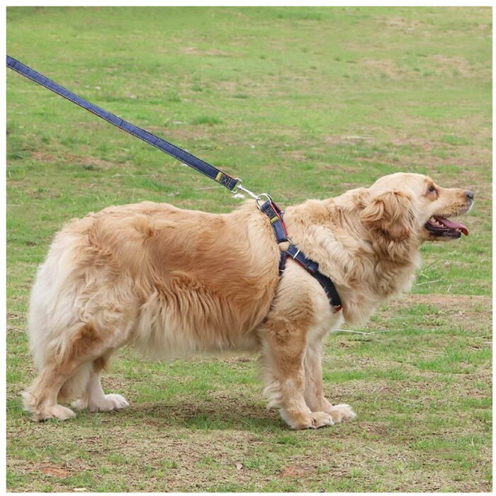 ワンちゃんリード+ハーネスセットデニム風生地【胴輪かわいいかっこいいおしゃれシンプルペット犬超小型小型犬中型犬】【メール便送料無料】