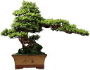 偽物の植物/人工樹木 オフィスレストランの家の装飾、19.7hのための人工盆栽の木シミュレーション歓迎松の盆栽植物の飾りセラミック植木鉢の植物植物 人工観葉植物