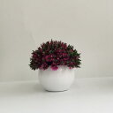 観葉植物 ミニ 鉢植え 人工観葉植物 フェイクグリーン 本物そっくり 高さ約11-13cm 盆栽 インテリア 室内 オフィス 店舗 書斎 装飾 置物 枯れない ...