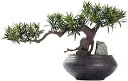 人工樹木 人工盆栽の木12インチ人工植物現実的な偽の植物の装飾、ホームオフィスのデスクトップ禅ガーデンの装飾のためのフェイク植物 人工観葉植物