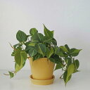 インテリア鉢 植木鉢 シンプル 小型植木鉢 ベーシック プラントポット 穴付き 屋内植木鉢 アンティーク 陶磁器 室内用プランター 多肉植物容器 20*20cm プランター ホーム 屋内 オフィス イ
