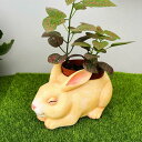 ガーデンオブジェ 庭の装飾 うさぎの植木鉢 犬の植木鉢 可愛い 癒し 植物用プラントポット フラワーポット 多肉植物容器 屋内植木鉢 樹脂材質 野菜栽培 花栽培適用 屋内植木鉢 F ミニチュア 浅型
