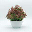 枯れない花 造花 オンシジューム ミニ 本物そっくり 手作り 飾り花 造花芸術 写真撮影 お祝い 喫茶店 誕生日 美術館 キッチン オフィス 北欧 プレゼント 光触媒 水やり不要 長持ち ミニブーケ