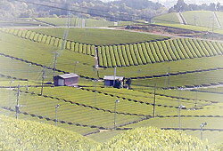 ��¿�� ������� 25�� ŷ������ �Ƥ�Τߤ��� 1800ml ���뤤���� ���ؤʿ� ����̸�˰�Ƥ�� ŷ����̾��������˭����Ȭ�����û� Ȭ���� ���� �� �ƹ��ȶ���Ȱ�� �����ưꤿ���̣ ʡ��