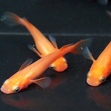 (メダカ) 久保楊貴妃めだか 10匹セット 赤 楊貴妃 メダカ 淡水魚