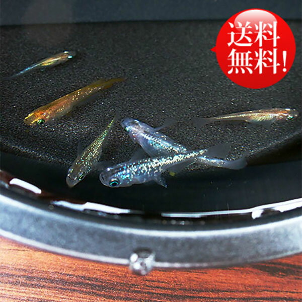 楽天市場】(メダカ) めだか おまかせ 虹色ラメめだかミックス 未選別 稚魚(SS~Sサイズ) 10匹セット ミックス ラメ 虹色 幹之 ミユキ メダカ 淡水魚(めだかシーズン 楽天市場店) | みんなのレビュー・口コミ 楽天市場】(メダカ) めだか おまかせ 虹色ラメめだかミックス 未選別 稚魚(SS~Sサイズ) 10匹セット ミックス ラメ 虹色 幹之 ミユキ メダカ 淡水魚(めだかシーズン 楽天市場店) | みんなのレビュー・口コミ