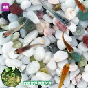 メダカ めだか紀州色彩セット 10匹セット + おまけ浮き草付き ミックス 浮き草 水草 メダカ 淡水魚
