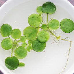 (水草) アマゾンフロッグビット 5株セット アマゾントチカガミ 水草 浮き草 鉢 メダカ アクアリウム