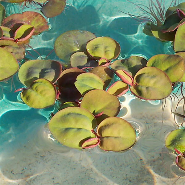 (水草) フィランサス フルイタンス 10株セット フィランツス フィラントス 水草 浮き草 鉢 メダカ アクアリウム