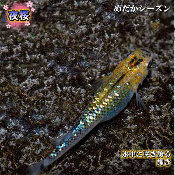 メダカ 夜桜 めだか 未選別 稚魚(SS〜Sサイズ) 10匹セット ヨザクラ 黒 ラメ メダカ 淡水魚