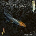 メダカ 煌松井ヒレ長スワロー めだか 未選別 稚魚(SS〜Sサイズ) 10匹セット 煌めき ラメ ひれ長 スワロー メダカ 淡水魚