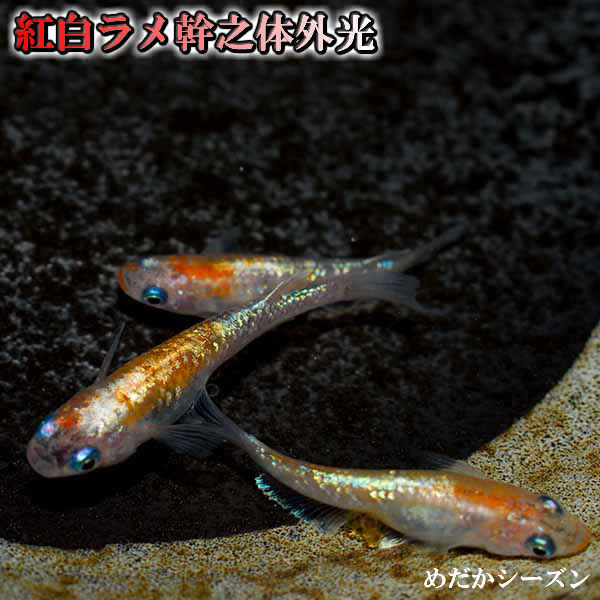 メダカ 紅白ラメ体外光 未選別 稚魚(SS〜Sサイズ) 10匹セット 赤 紅 体外光　メダカ 淡水魚