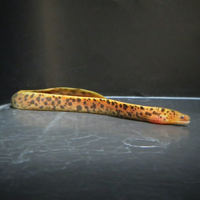 ニューギニアヤマウツボ　珍魚　怪魚　熱帯魚　淡水魚