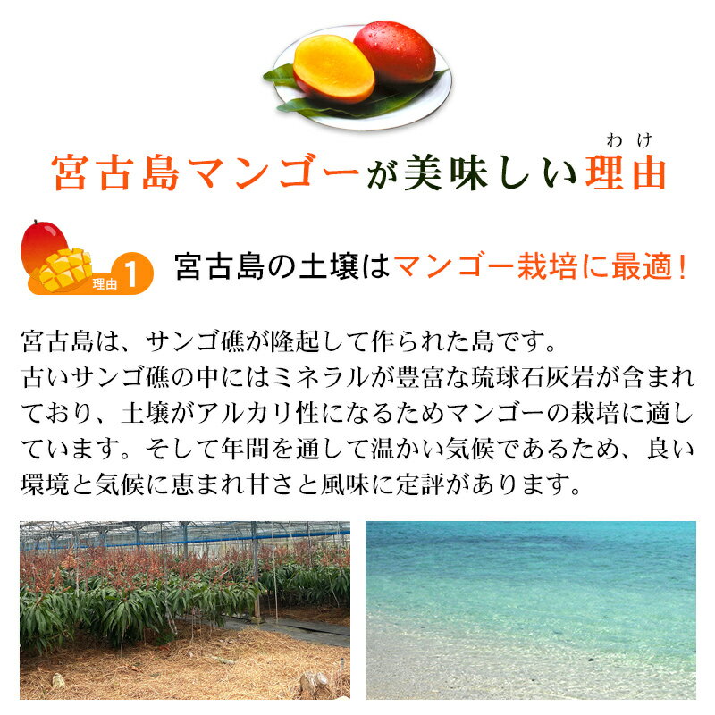 宮古島産 完熟マンゴー 1kg 【優品】（アップルマンゴー） 【送料無料】 3