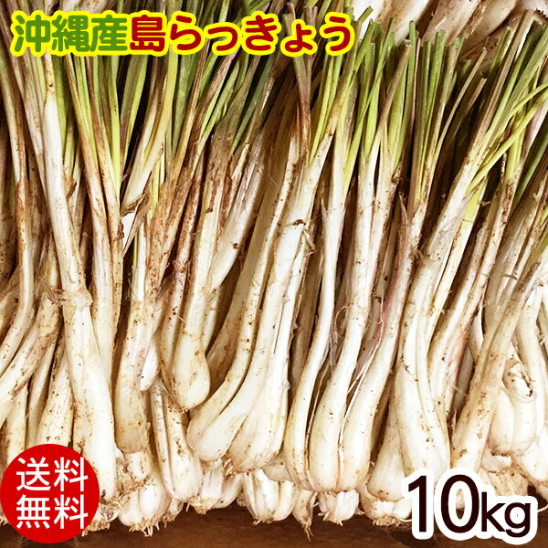 沖縄産 島らっきょう 生 10kg 【送料無料】