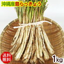 沖縄伊江島産 島らっきょう 生 1kg 【送料無料】