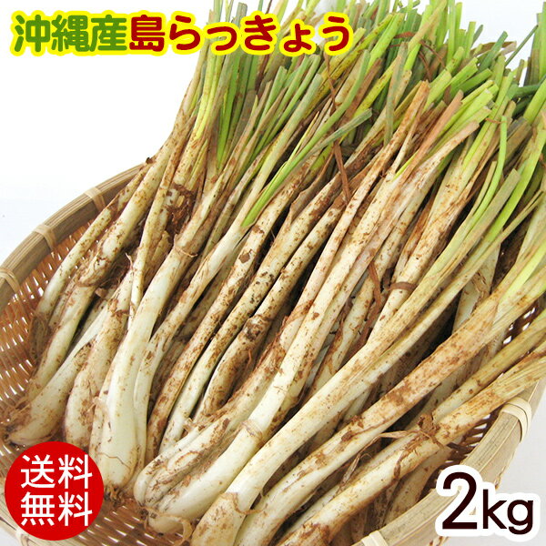 沖縄産 島らっきょう（生）2kg 【送料無料】