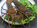 活き伊勢海老 300g