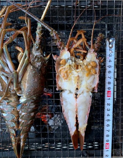 伊勢海老一夜干し 300g 伊勢海老一夜干し 300g