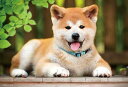 300ピース ジグソーパズル ここにおいでよ ~秋田犬~ 単品/セット品