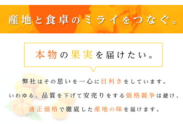 送料無料 和歌山県産 伊都 富有柿 8-11玉 約2.5kg 柿 富有柿 送料無料 富有柿 九度山 お歳暮 ギフト
