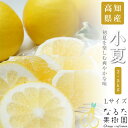 【のし対応可】送料無料 高知県産 なるた果樹園 小夏 Lサイズ 2.5kg 小夏 2.5kg 柑橘 こなつ ギフト 内祝い 贈答 フルーツ 果物