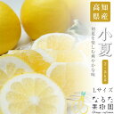 送料無料 高知県産 なるた果樹園 小夏 Lサイズ 2.5kg 小夏 2.5kg 柑橘 こなつ ギフト 内祝い 贈答 フルーツ 果物