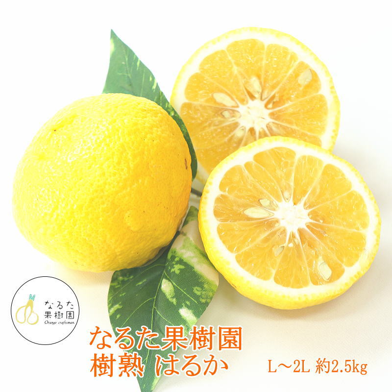 送料無料 高知県産 なるた果樹園 樹熟はるか L〜2L 約2.5kg送料無料 贈答用 ギフト 贈答 プレゼント 内祝い 出産祝い フルーツギフト